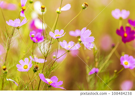 Autumn, Cosmos 108484238