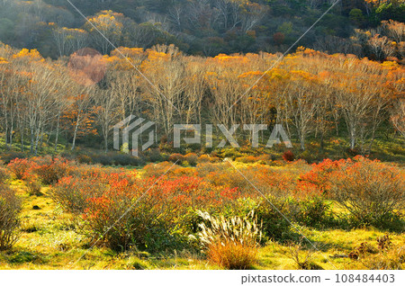 Shinsakadaira with autumn leaves, Mt. Akagi Shinsakadaira with autumn leaves, Mt. Akagi 108484403