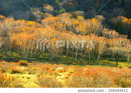 秋葉新坂平、赤城山 秋葉新坂平、赤城山 108484422