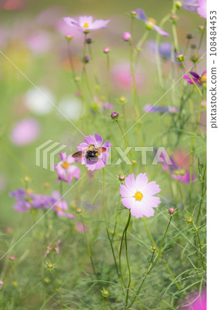 Pink cosmos field and carpenter bees Pink cosmos field and carpenter bees 108484453