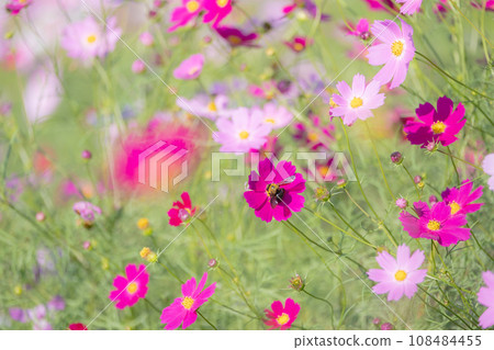 Pink cosmos field and carpenter bees Pink cosmos field and carpenter bees 108484455