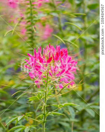 Group of purple and red Cleome hassleriana flowers or Spinnenblume or Cleome spinosa is on a green blurred background Group of purple and red Cleome hassleriana flowers or Spinnenblume or Cleome spinosa is on a green blurred background 108484567