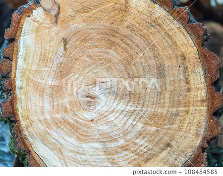 The texture of the cut trunk of an old tree with rings 108484585