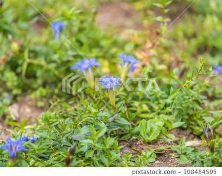 Bright blue flowers of gentiana. Bright blue flowers of gentiana. 108484595