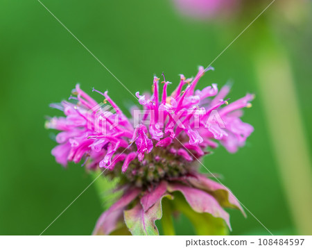 Brilliant pink bee balm plant, monarda didyma, highlighted by the morning sun. 108484597