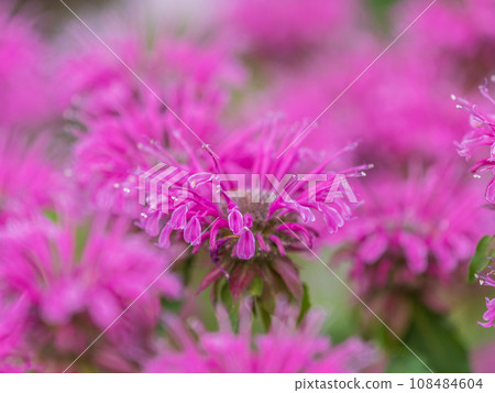 Brilliant pink bee balm plant, monarda didyma, highlighted by the morning sun. Brilliant pink bee balm plant, monarda didyma, highlighted by the morning sun. 108484604