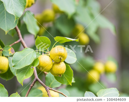 Yellow wild apples ripen on a branch. The Fruit Harvest. Autumn. Soft and selective focus. Yellow wild apples ripen on a branch. The Fruit Harvest. Autumn. Soft and selective focus. 108484609