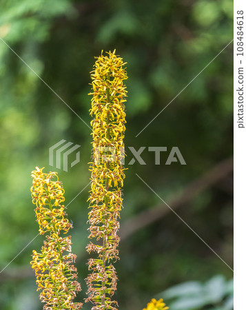 Yellow inflorescences of Ligularia przewalskii in garden 108484618