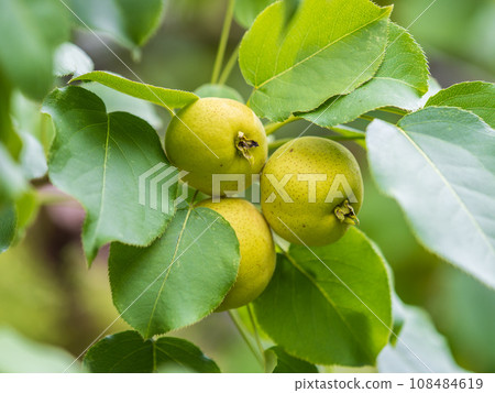 Yellow wild apples ripen on a branch. The Fruit Harvest. Autumn. Soft and selective focus. Yellow wild apples ripen on a branch. The Fruit Harvest. Autumn. Soft and selective focus. 108484619