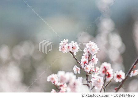 Glittering plum blossom Glittering plum blossom 108484650