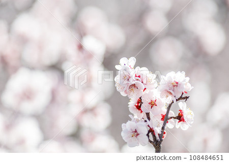 Plum blossoms in full bloom Plum blossoms in full bloom 108484651