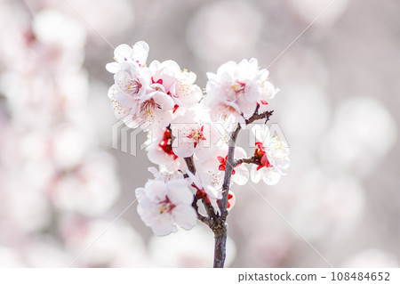 Close-up of white plum blossom Close-up of white plum blossom 108484652