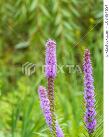 Beautiful abstract scenic landscape view of blooming purple liatris spicata or gayfeather flower meadow in rays of sunset warm sun light 108484654