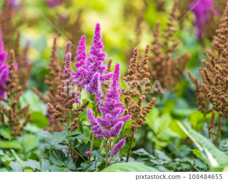 Chinese astilbe, Astilbe chinensis pumila, pink flowers in garden 108484655