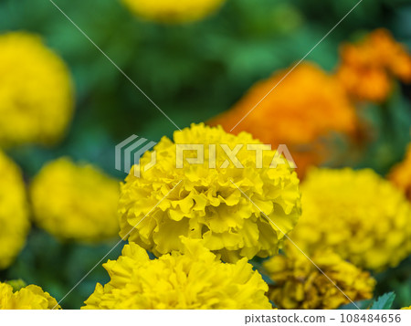 Yellow Zinnia flowers. Flowers zinnia elegans. Color nature background. 108484656