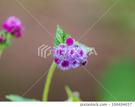 Close-up of small, purple flowers, Ageratum Houstonianum, also know as Floss flower, Pussy Foot, or Blue mink. 108484657