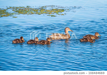 A family of ducks, a duck and its little ducklings are swimming in the water. The duck takes care of its newborn ducklings. Mallard, lat. Anas platyrhynchos A family of ducks, a duck and its little ducklings are swimming in the water. The duck takes care of its newborn ducklings. Mallard, lat. Anas platyrhynchos 108484669