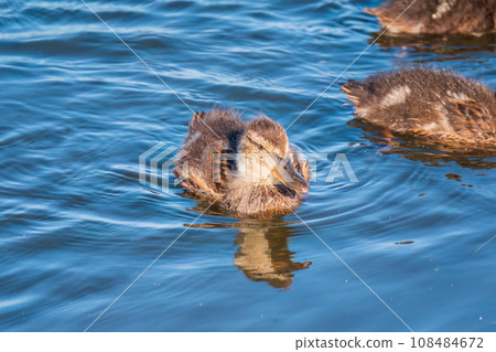 A family of ducks, a duck and its little ducklings are swimming in the water. The duck takes care of its newborn ducklings. Mallard, lat. Anas platyrhynchos 108484672