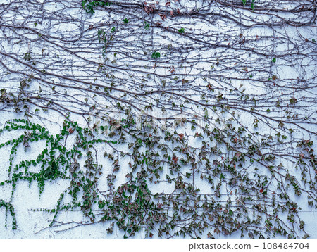 White walls entwined with ivy 108484704