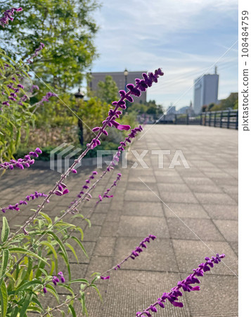 Salvia leucantha (Amethyst Sage) Autumn purple flower spikes Salvia leucantha (Amethyst Sage) Autumn purple flower spikes 108484759
