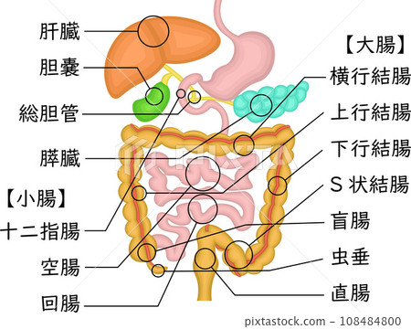 內臟消化系統插圖日語 108484800