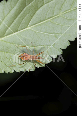 紅尾松鼠 108485133