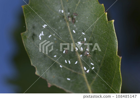 Udonbana flower 108485147