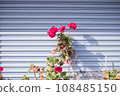 Red flowers blooming in front of the shutters on the street corner 108485150