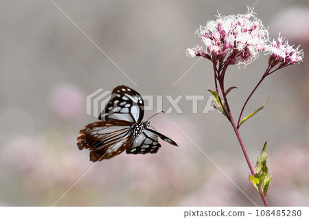 Asagi madara 108485280