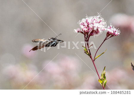 Asagi madara 108485281