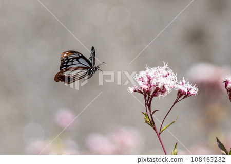 Asagi madara 108485282