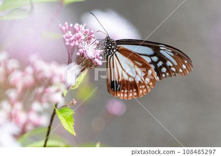 Asagi madara 108485297