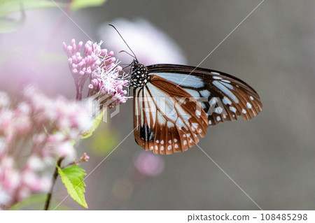 Asagi madara 108485298