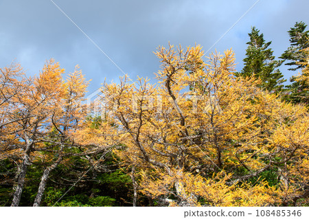 Autumn leaves in the back garden of Mt. Fuji (Yamanashi Prefecture) Autumn leaves in the back garden of Mt. Fuji (Yamanashi Prefecture) 108485346