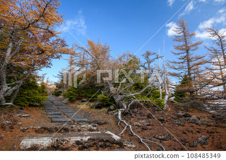 富士山後花園的紅葉（山梨縣） 108485349