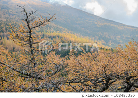富士山後花園的金色秋葉(山梨縣) 富士山後花園的金色秋葉(山梨縣) 108485350