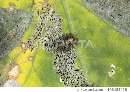 Larva of Japanese lady beetle 108485456