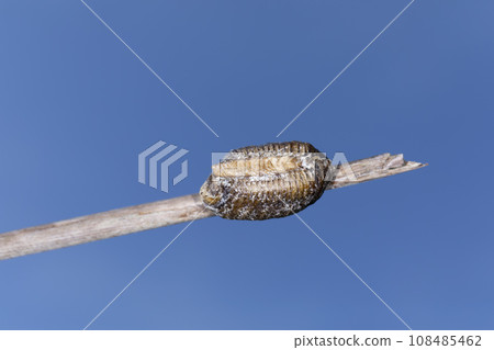 The egg sac of the Haradaobimakami 108485462