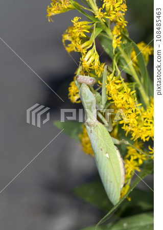 白尾螳螂 108485463