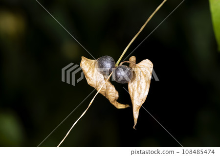 繁殖 繁殖 108485474