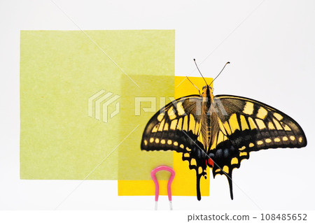 Mockup of a yellow and green message frame with a beautiful yellow swallowtail butterfly with its wings open on a white background Mockup of a yellow and green message frame with a beautiful yellow swallowtail butterfly with its wings open on a white background 108485652