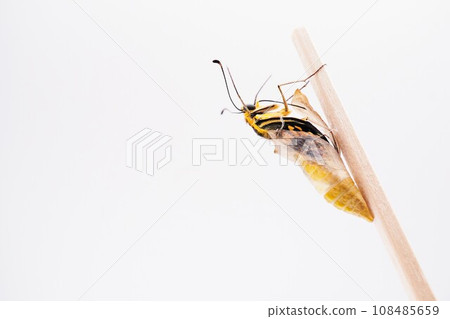 An adult yellow swallowtail butterfly opening its pupa shell and emerging from its pupa shell hung on a wooden stick against a white background. An adult yellow swallowtail butterfly opening its pupa shell and emerging from its pupa shell hung on a wooden stick against a white background. 108485659