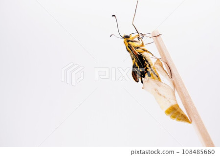 一隻新出現的黃色燕尾蝴蝶,翅膀起皺,爬上一根木桿,白色背景上有一隻空蛹 一隻新出現的黃色燕尾蝴蝶,翅膀起皺,爬上一根木桿,白色背景上有一隻空蛹 108485660