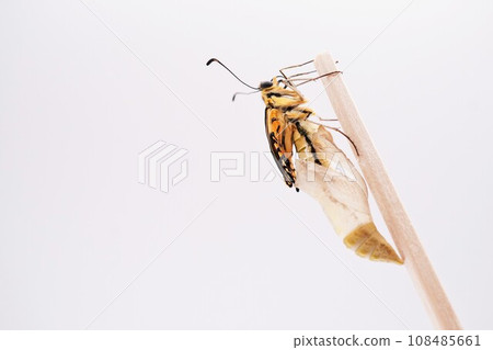 一隻黃翅蝴蝶在白色背景下曬乾剛從蛹殼中出現的皺紋翅膀 一隻黃翅蝴蝶在白色背景下曬乾剛從蛹殼中出現的皺紋翅膀 108485661