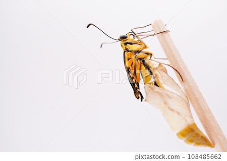 A yellow swallowtail butterfly drying its wrinkled wings on a thin stick just above an empty pupa on a white background A yellow swallowtail butterfly drying its wrinkled wings on a thin stick just above an empty pupa on a white background 108485662