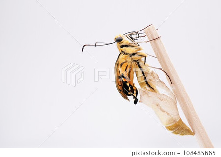 白色背景中一隻新出現的黃色燕尾蝴蝶，翅膀起皺，從空蛹中出現 108485665