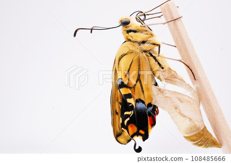 An empty pupa on a white background and a single yellow swallowtail butterfly with wrinkles on its newly emerged wings. An empty pupa on a white background and a single yellow swallowtail butterfly with wrinkles on its newly emerged wings. 108485666