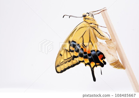 A close-up of a single yellow swallowtail butterfly hanging on a wooden stick and drying its slightly wrinkled wings next to an empty pupa on a white background A close-up of a single yellow swallowtail butterfly hanging on a wooden stick and drying its slightly wrinkled wings next to an empty pupa on a white background 108485667