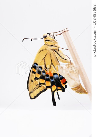 A cute yellow swallowtail butterfly is hanging on a chopstick next to an empty pupa and drying its slightly wrinkled feathers against a white background, vertical A cute yellow swallowtail butterfly is hanging on a chopstick next to an empty pupa and drying its slightly wrinkled feathers against a white background, vertical 108485668