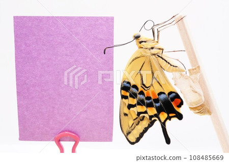 Mockup of a cute comment space with a swallowtail butterfly caught on a wooden stick next to an empty pupa on a white background 108485669